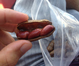 Peanut Dude Boiled Peanuts. (2.5 Pounds Traditional, 2.5 Pounds Cajun) - PeanutDude.com 